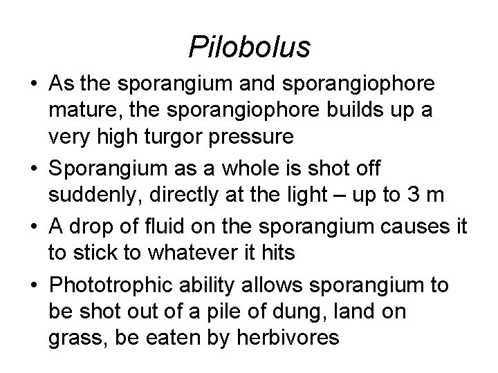 Pilobolus • As the sporangium and sporangiophore mature, the sporangiophore builds up a very