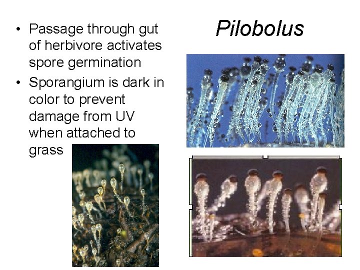  • Passage through gut of herbivore activates spore germination • Sporangium is dark