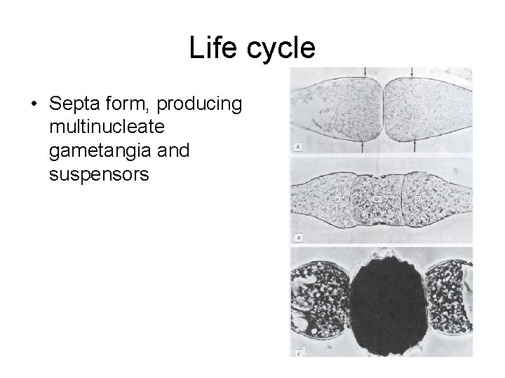 Life cycle • Septa form, producing multinucleate gametangia and suspensors 