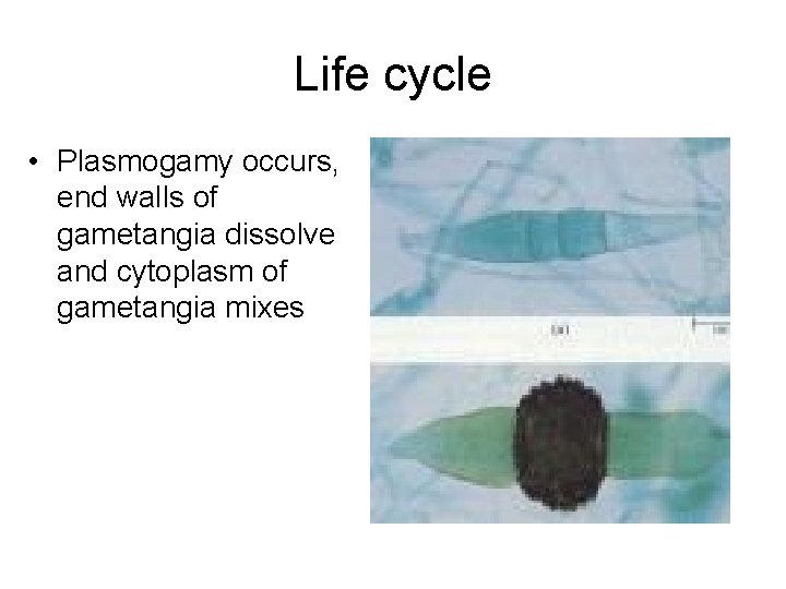 Life cycle • Plasmogamy occurs, end walls of gametangia dissolve and cytoplasm of gametangia