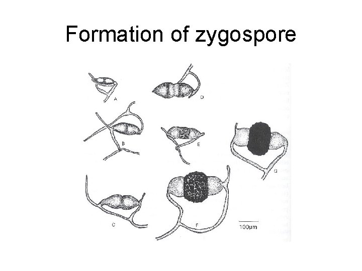 Formation of zygospore 