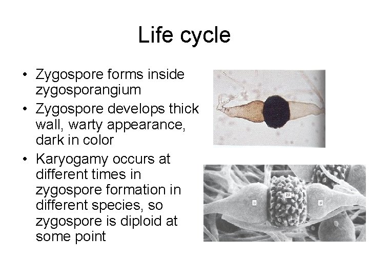 Life cycle • Zygospore forms inside zygosporangium • Zygospore develops thick wall, warty appearance,