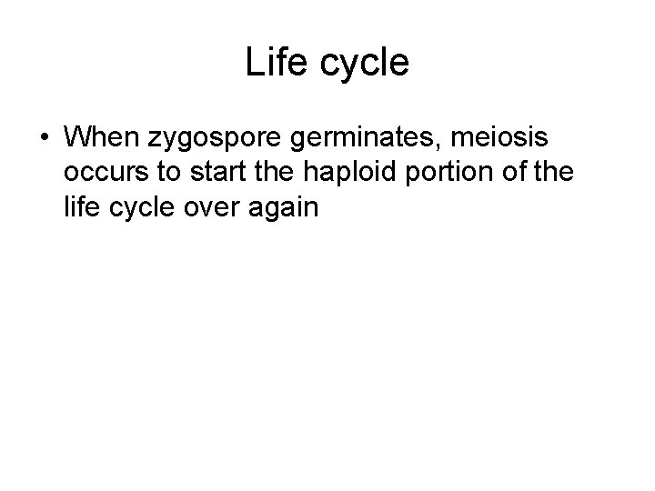 Life cycle • When zygospore germinates, meiosis occurs to start the haploid portion of