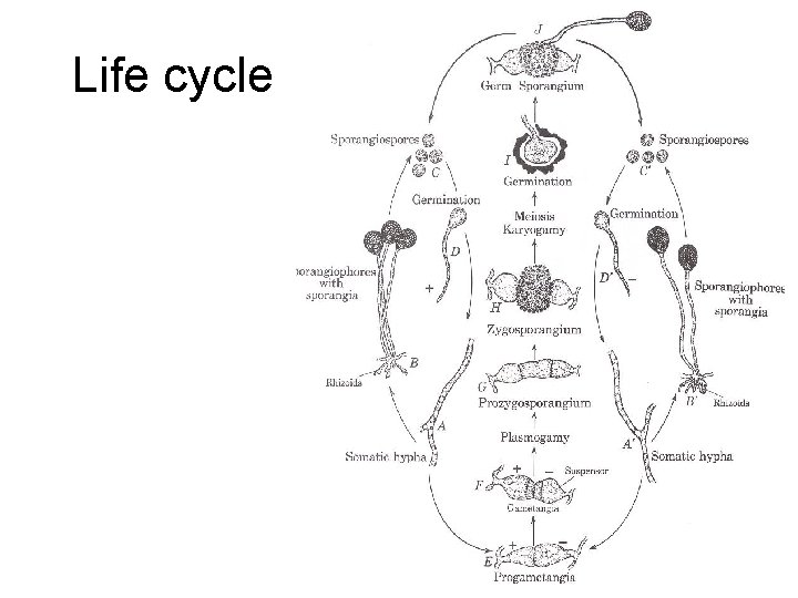 Life cycle 