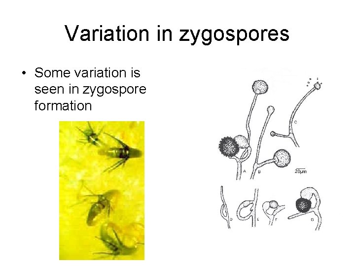 Variation in zygospores • Some variation is seen in zygospore formation 