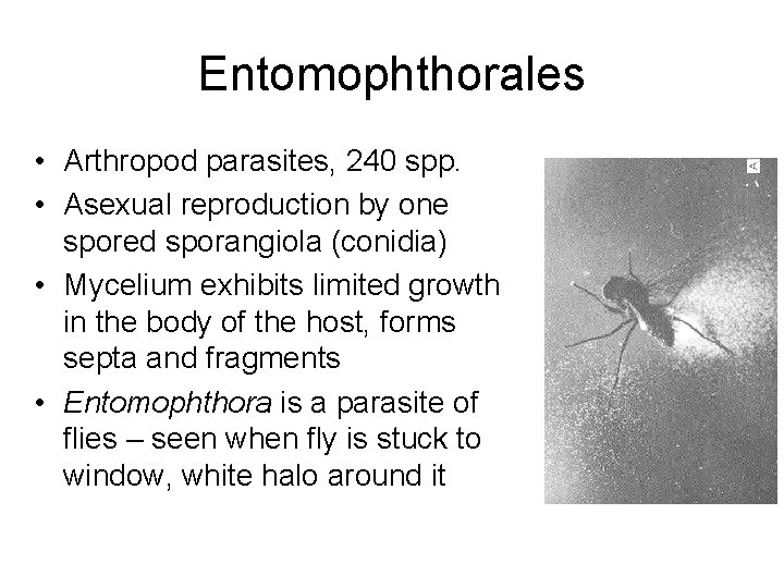 Entomophthorales • Arthropod parasites, 240 spp. • Asexual reproduction by one spored sporangiola (conidia)