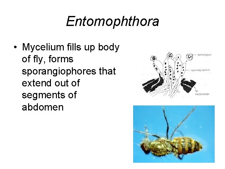 Entomophthora • Mycelium fills up body of fly, forms sporangiophores that extend out of