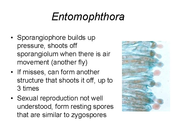 Entomophthora • Sporangiophore builds up pressure, shoots off sporangiolum when there is air movement
