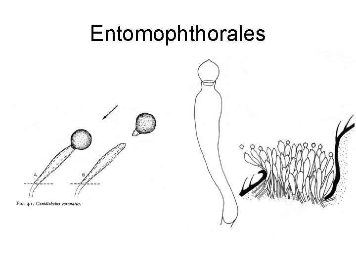 Entomophthorales 