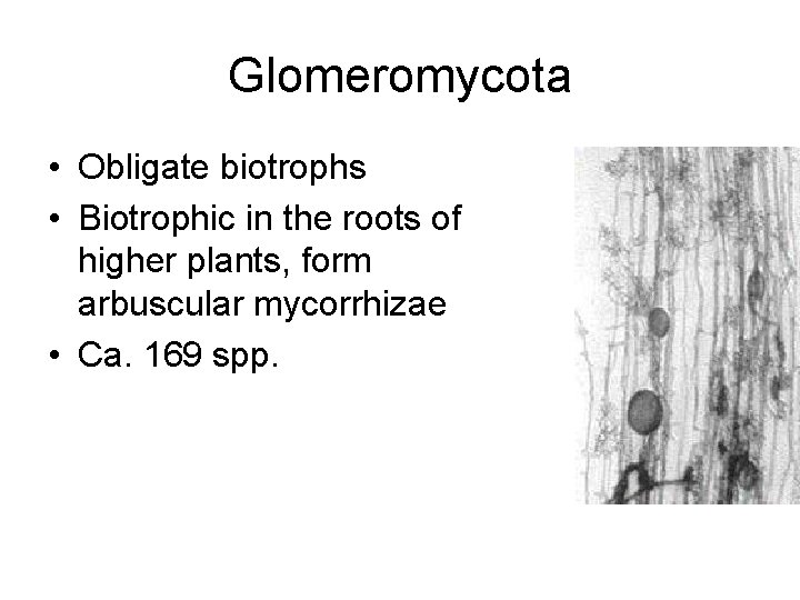 Glomeromycota • Obligate biotrophs • Biotrophic in the roots of higher plants, form arbuscular