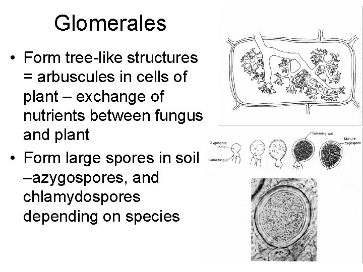 Glomerales • Form tree-like structures = arbuscules in cells of plant – exchange of