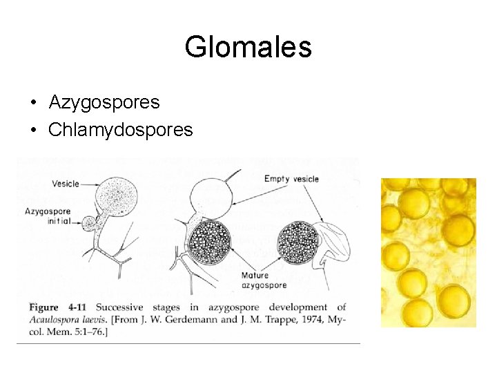 Glomales • Azygospores • Chlamydospores 