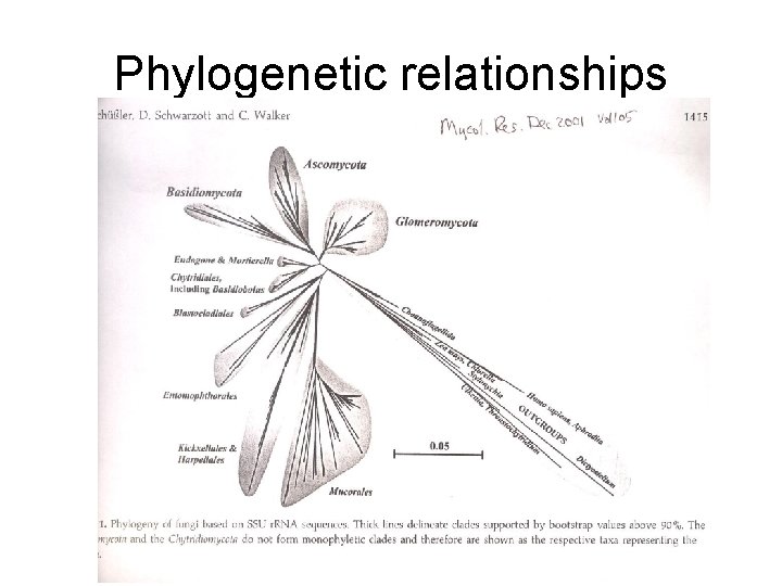 Phylogenetic relationships 