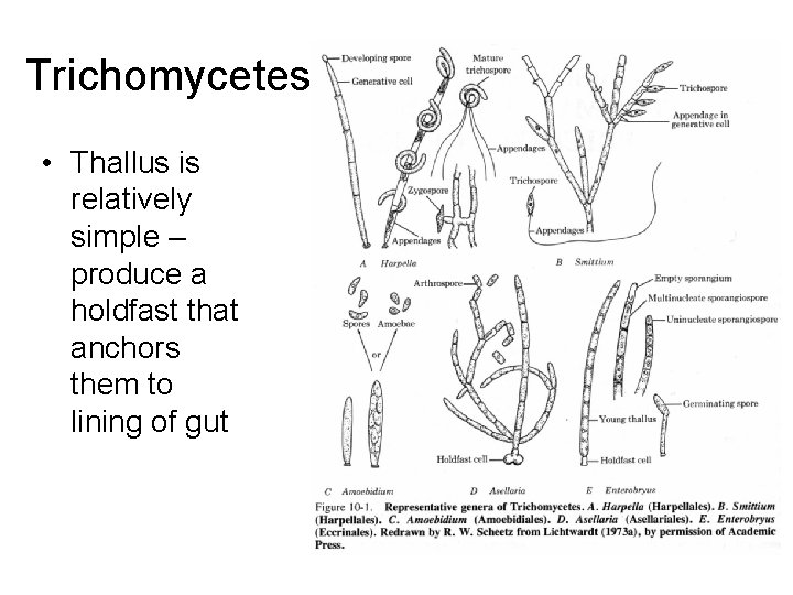 Trichomycetes • Thallus is relatively simple – produce a holdfast that anchors them to