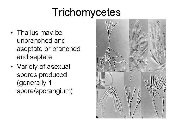 Trichomycetes • Thallus may be unbranched and aseptate or branched and septate • Variety