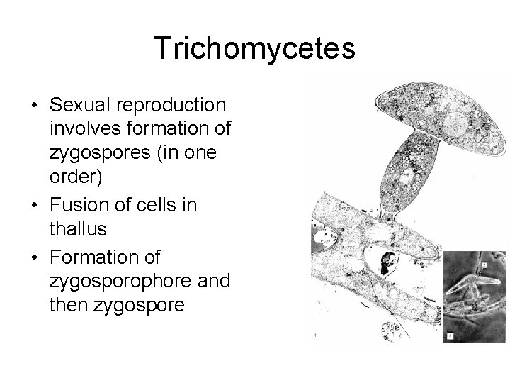 Trichomycetes • Sexual reproduction involves formation of zygospores (in one order) • Fusion of