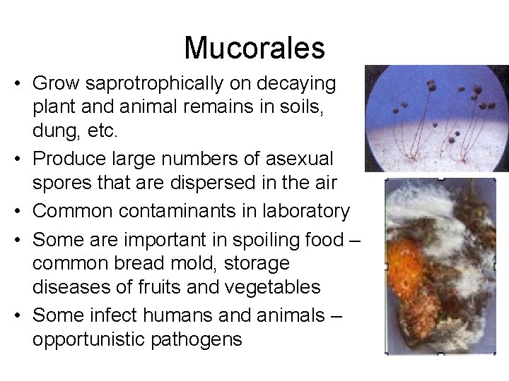 Mucorales • Grow saprotrophically on decaying plant and animal remains in soils, dung, etc.