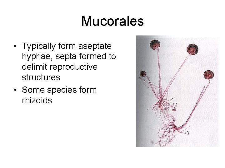 Mucorales • Typically form aseptate hyphae, septa formed to delimit reproductive structures • Some