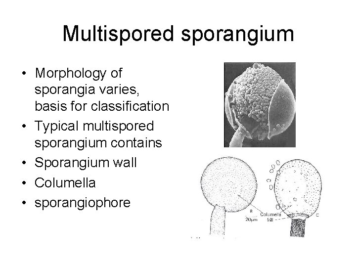 Multispored sporangium • Morphology of sporangia varies, basis for classification • Typical multispored sporangium