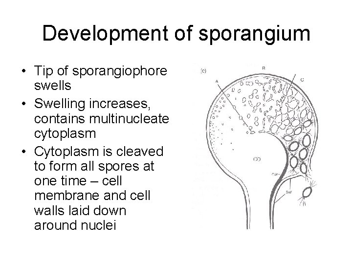 Development of sporangium • Tip of sporangiophore swells • Swelling increases, contains multinucleate cytoplasm