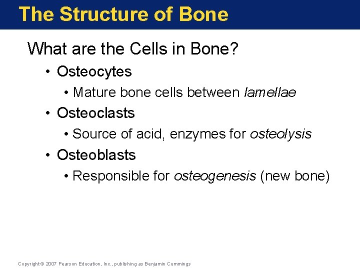 The Structure of Bone What are the Cells in Bone? • Osteocytes • Mature