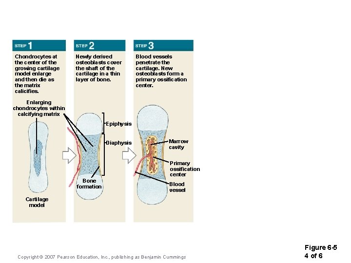 Chondrocytes at the center of the growing cartilage model enlarge and then die as