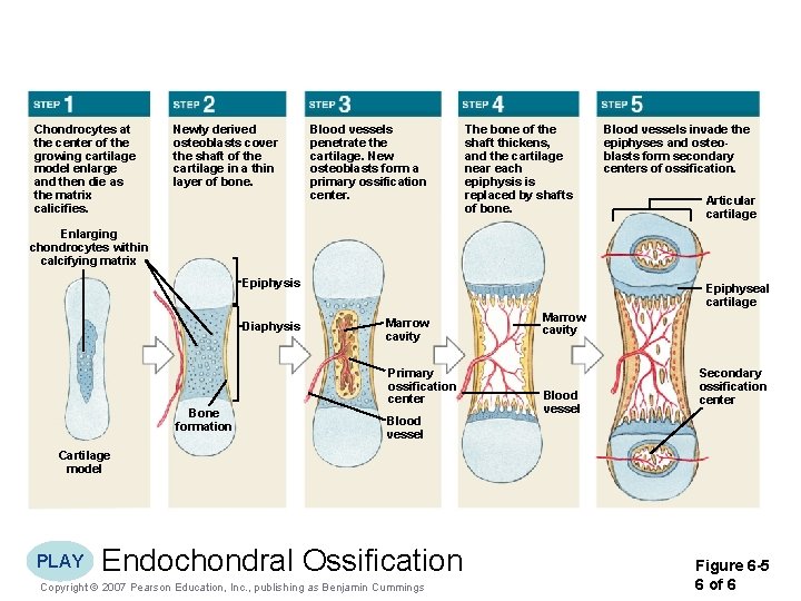 Chondrocytes at the center of the growing cartilage model enlarge and then die as