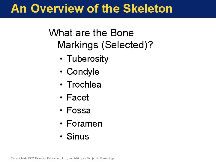 An Overview of the Skeleton What are the Bone Markings (Selected)? • • Tuberosity