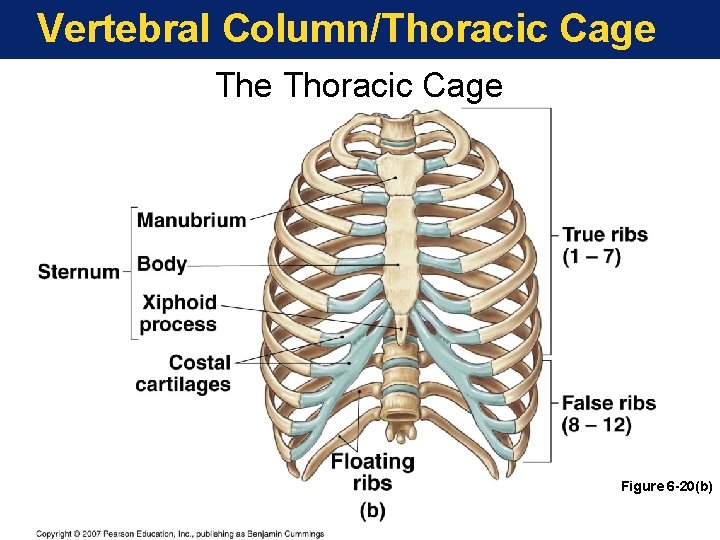 Vertebral Column/Thoracic Cage Figure 6 -20(b) 