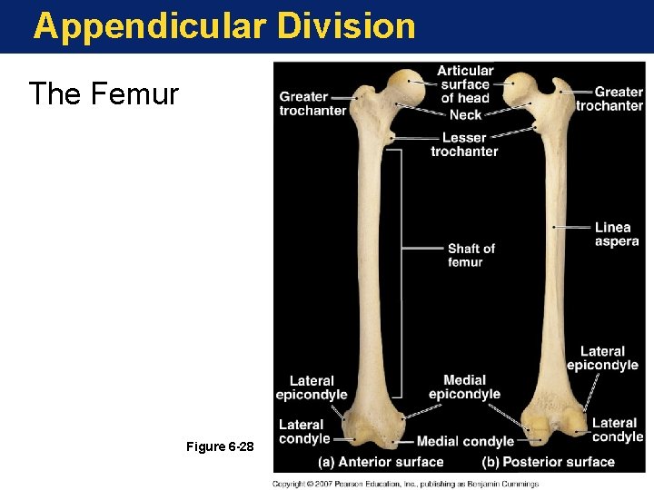 Appendicular Division The Femur Figure 6 -28 