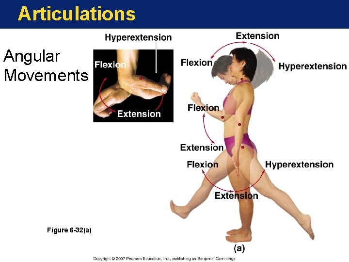 Articulations Angular Movements Figure 6 -32(a) 