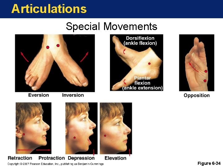 Articulations Special Movements Figure 6 -34 