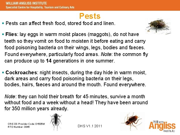 Pests § Pests can affect fresh food, stored food and linen. § Flies: lay