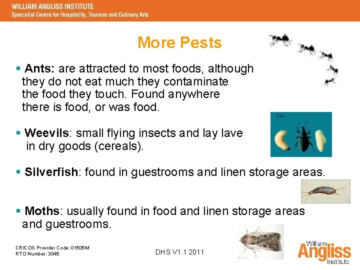 More Pests § Ants: are attracted to most foods, although they do not eat