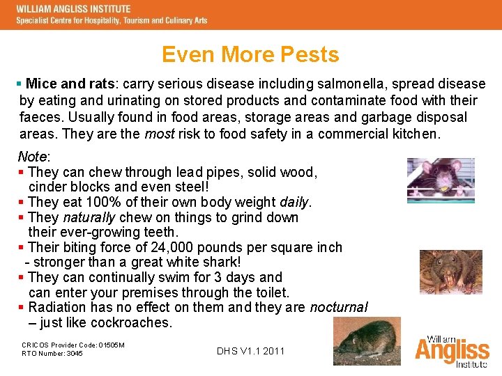 Even More Pests § Mice and rats: carry serious disease including salmonella, spread disease