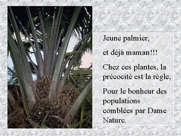 Jeune palmier, et déjà maman!!! Chez ces plantes, la précocité est la règle, Pour