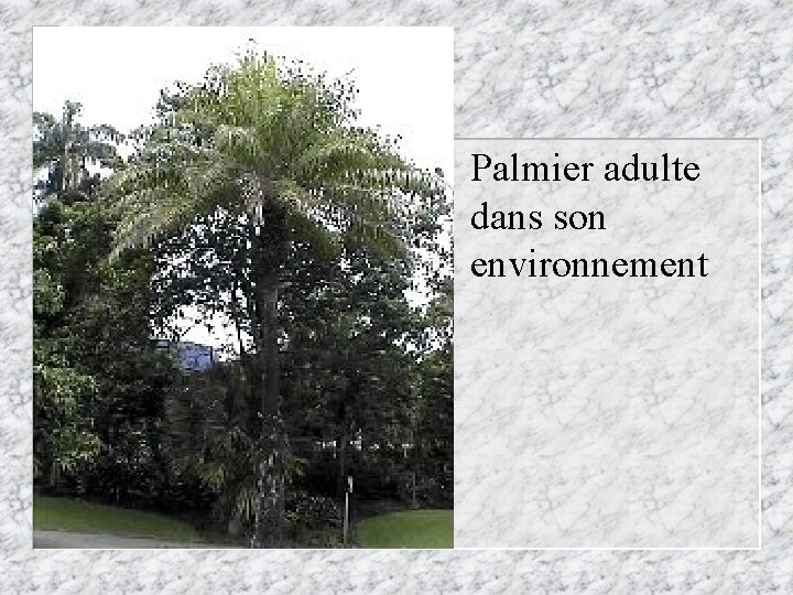 Palmier adulte dans son environnement 