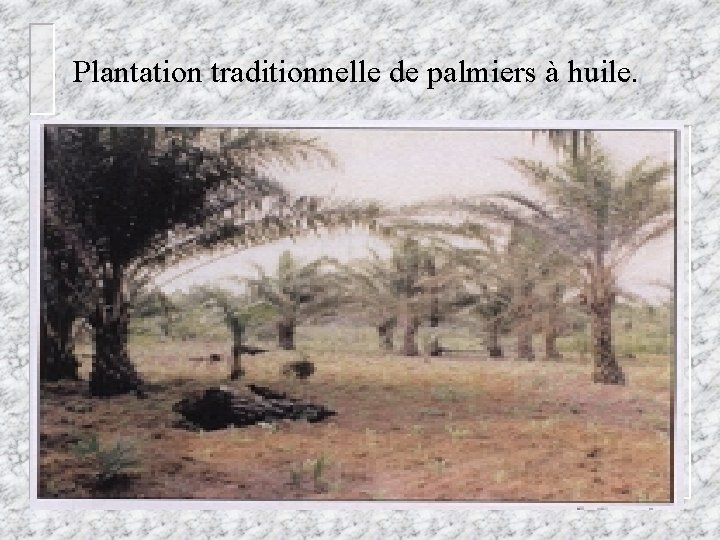 Plantation traditionnelle de palmiers à huile. 