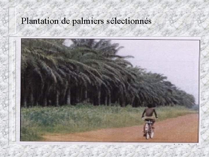 Plantation de palmiers sélectionnés 