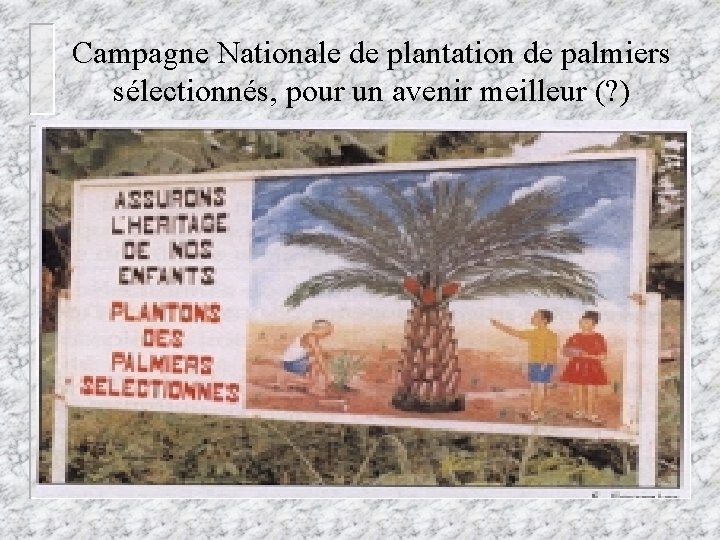 Campagne Nationale de plantation de palmiers sélectionnés, pour un avenir meilleur (? ) 