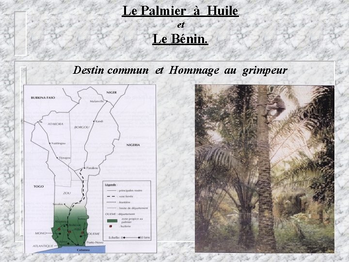 Le Palmier à Huile et Le Bénin. Destin commun et Hommage au grimpeur 