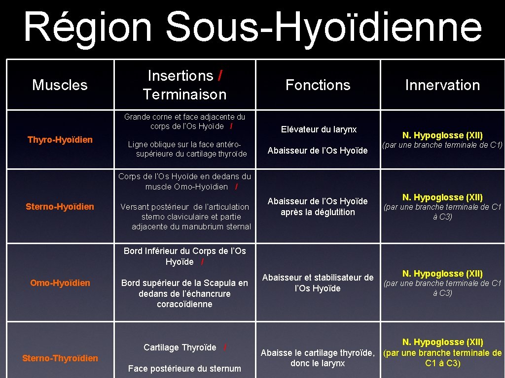 Région Sous-Hyoïdienne Muscles Insertions / Terminaison Grande corne et face adjacente du corps de