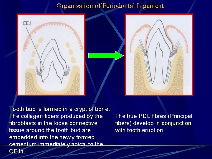 Organisation of Periodontal Ligament Tooth bud is formed in a crypt of bone. The