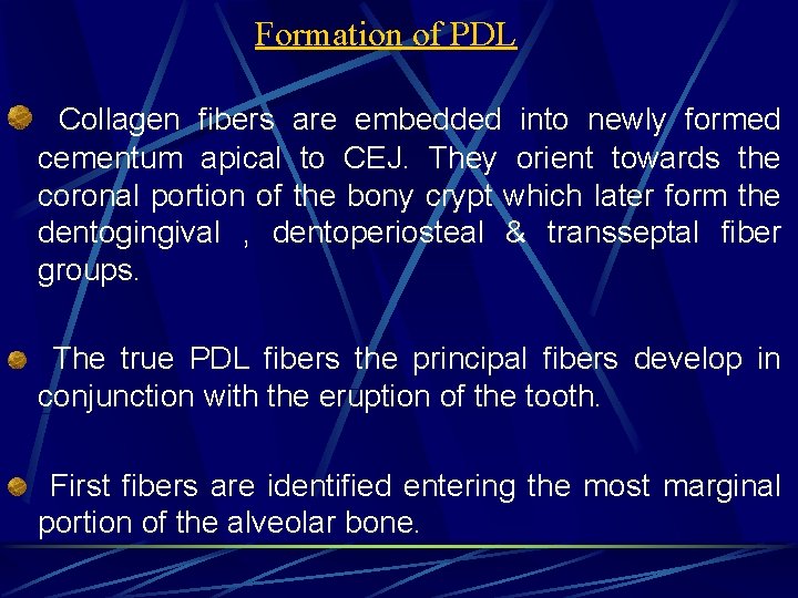 Formation of PDL Collagen fibers are embedded into newly formed cementum apical to CEJ.