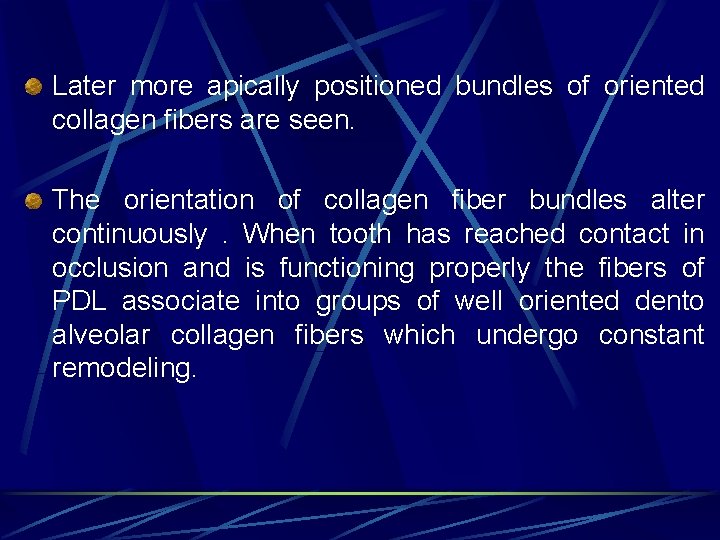 Later more apically positioned bundles of oriented collagen fibers are seen. The orientation of
