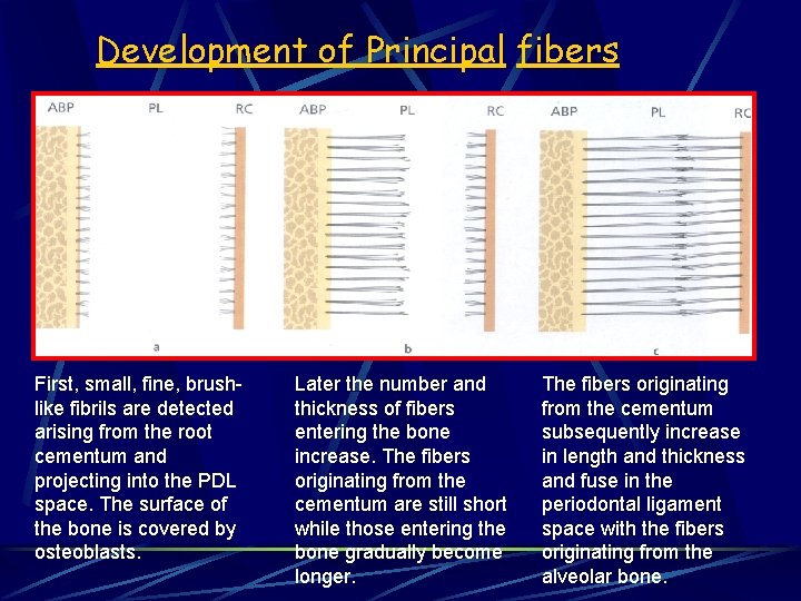 Development of Principal fibers First, small, fine, brushlike fibrils are detected arising from the