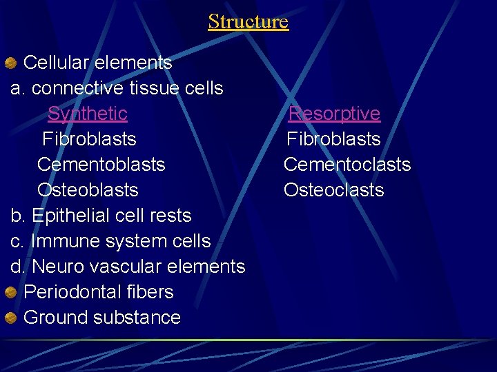 Structure Cellular elements a. connective tissue cells Synthetic Fibroblasts Cementoblasts Osteoblasts b. Epithelial cell