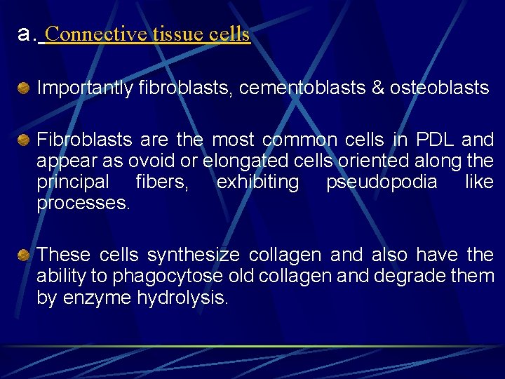 a. Connective tissue cells Importantly fibroblasts, cementoblasts & osteoblasts Fibroblasts are the most common