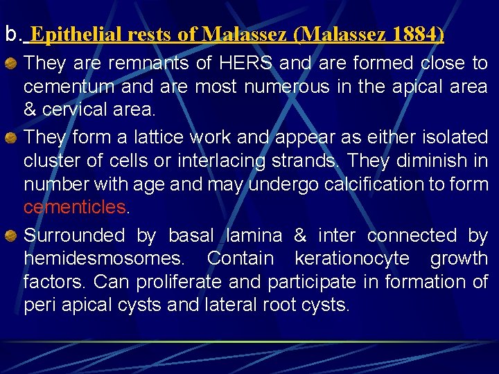 b. Epithelial rests of Malassez (Malassez 1884) They are remnants of HERS and are