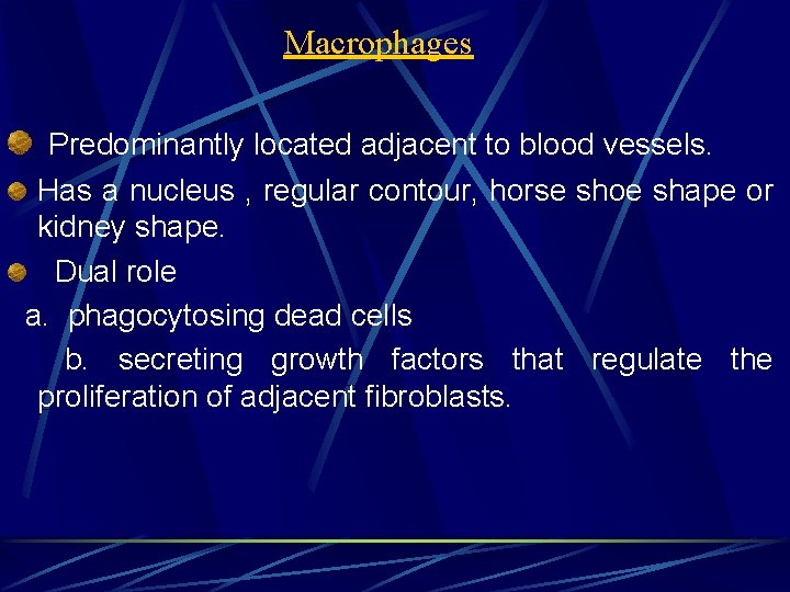 Macrophages Predominantly located adjacent to blood vessels. Has a nucleus , regular contour, horse
